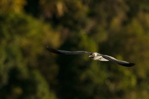 laughing_gull_dsc6270-109