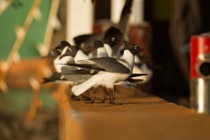 laughing_gulls_dsc6572-5