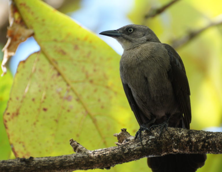 St Lucia Birding 101 From Airport and Travel To Anse Resort