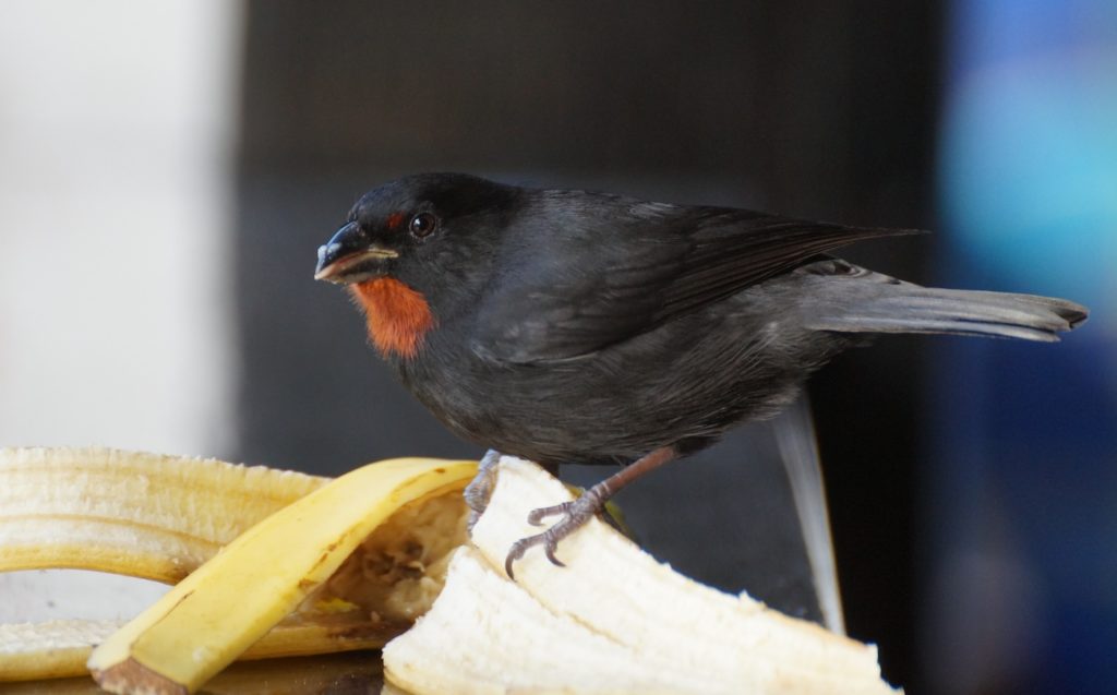 ED Lesser Antillean Bullfinch on banana